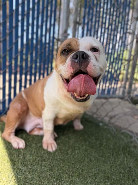 Egg Roll - Bulldog