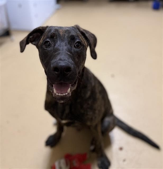 Smalls - Dutch Shepherd