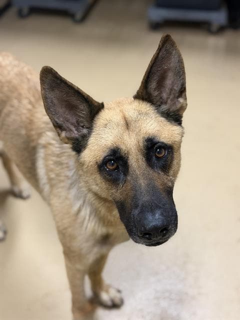 Del Taco - German Shepherd Dog
