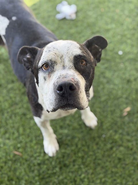 Cookie - Pit Bull Terrier