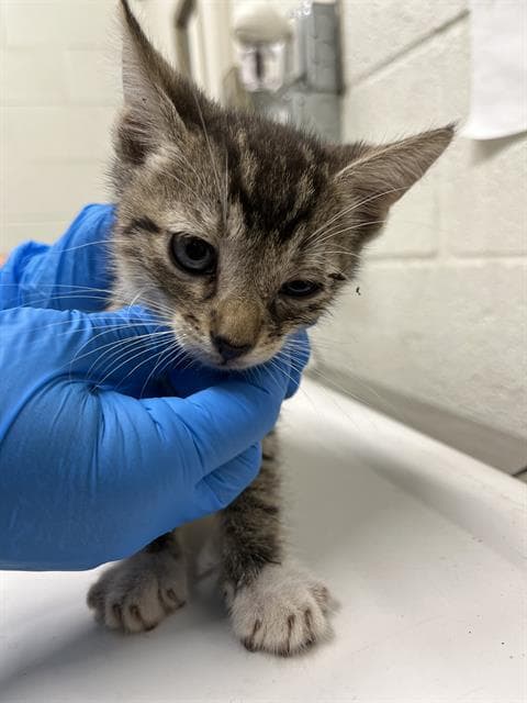Unknown - Domestic Short Hair