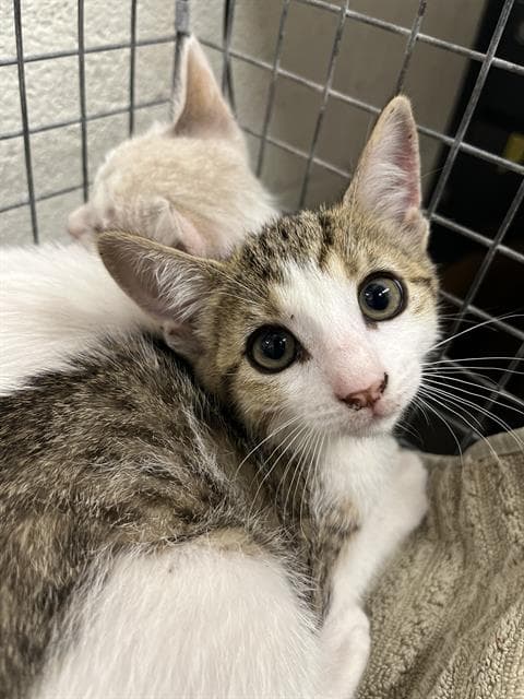 Mochi - Domestic Short Hair