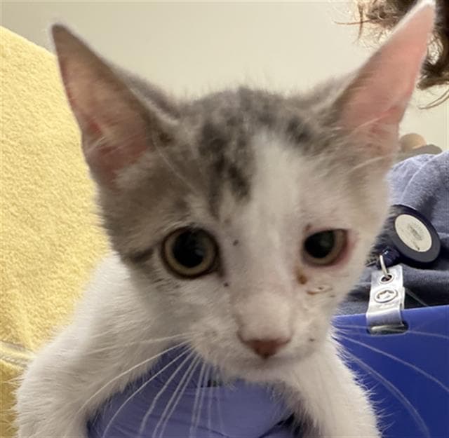 Unknown - Domestic Short Hair