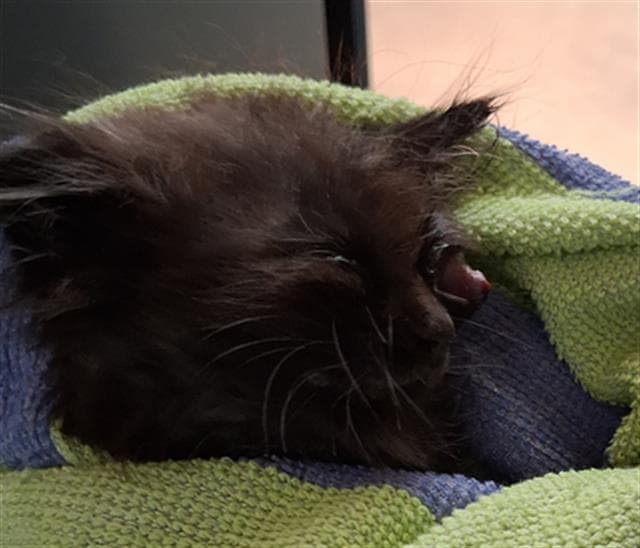 Unknown - Domestic Short Hair