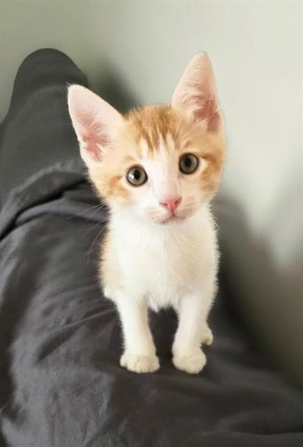 Unknown - Domestic Short Hair