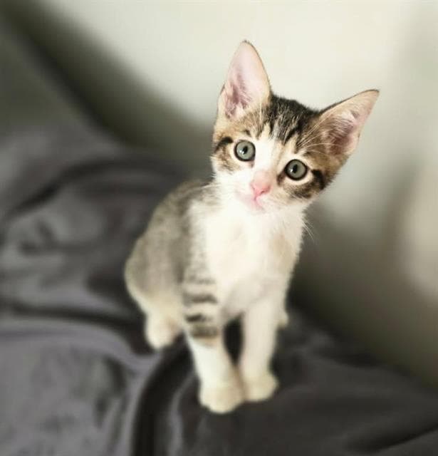 Unknown - Domestic Short Hair