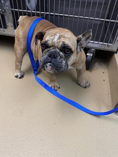 Sweet Potato - English Bulldog