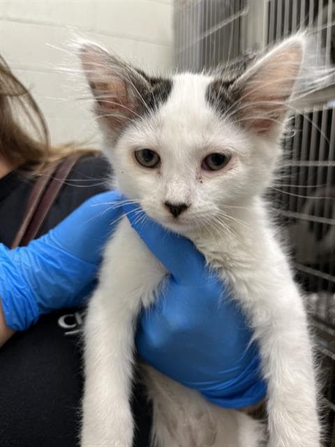 Unknown - Domestic Medium Hair