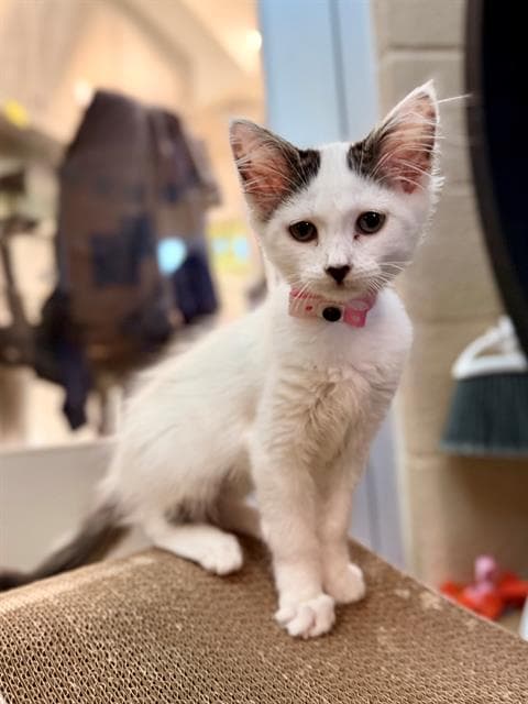 Unknown - Domestic Medium Hair