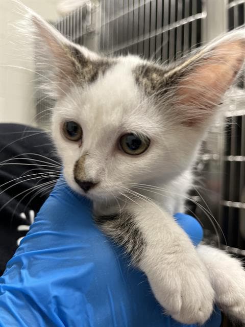 Unknown - Domestic Medium Hair