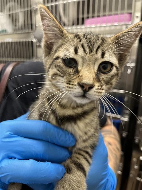 Unknown - Domestic Short Hair