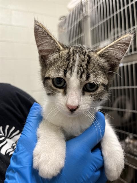 Unknown - Domestic Short Hair