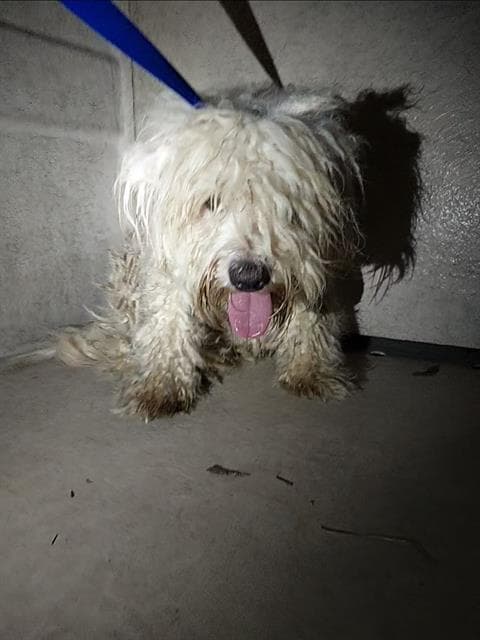 Elliot - Wheaten Terrier