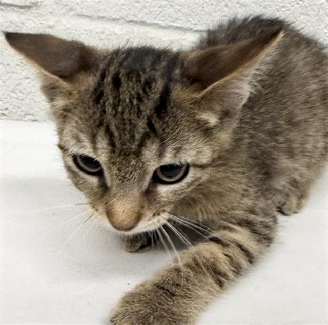 Merlin - Domestic Short Hair