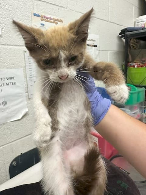 Unknown - Domestic Short Hair