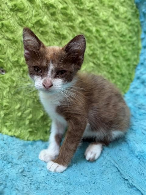 Unknown - Domestic Short Hair