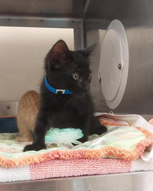 Unknown - Domestic Short Hair