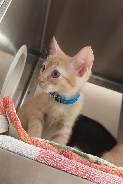 Unknown - Domestic Short Hair
