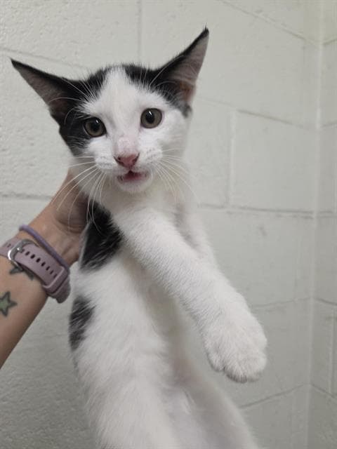 Allie - Domestic Short Hair