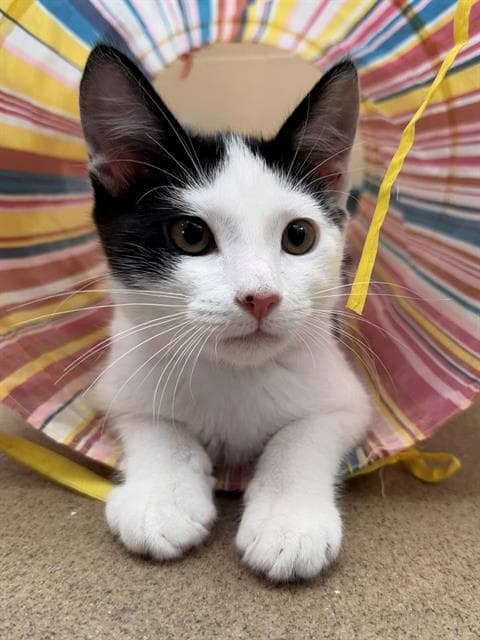 Allie - Domestic Short Hair