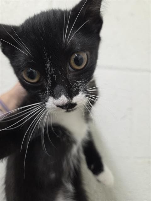Priscilla - Domestic Short Hair