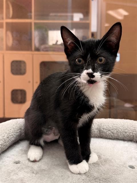 Priscilla - Domestic Short Hair
