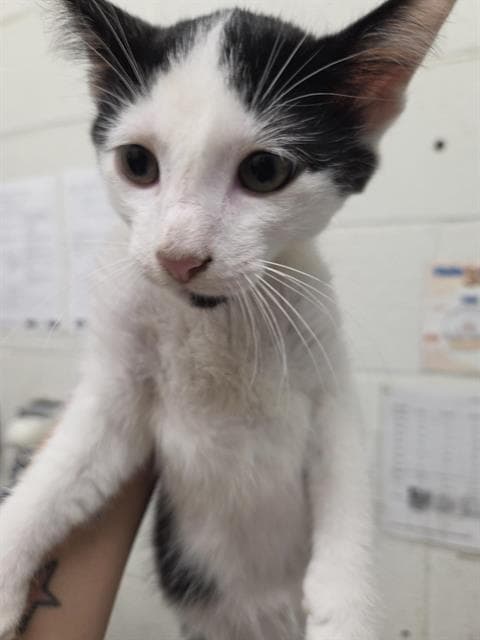 Noah - Domestic Short Hair