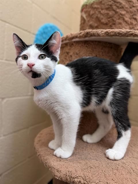 Noah - Domestic Short Hair
