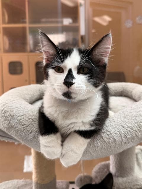 London - Domestic Short Hair