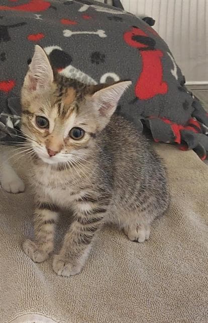 Unknown - Domestic Short Hair