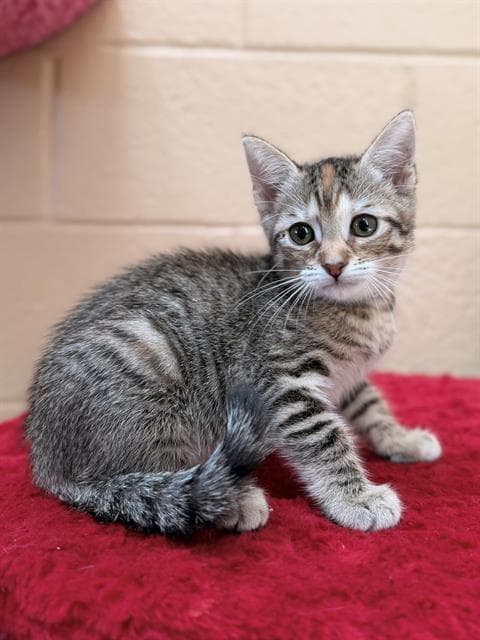 Unknown - Domestic Short Hair