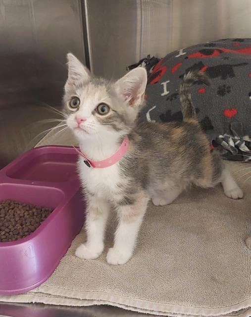 Unknown - Domestic Short Hair