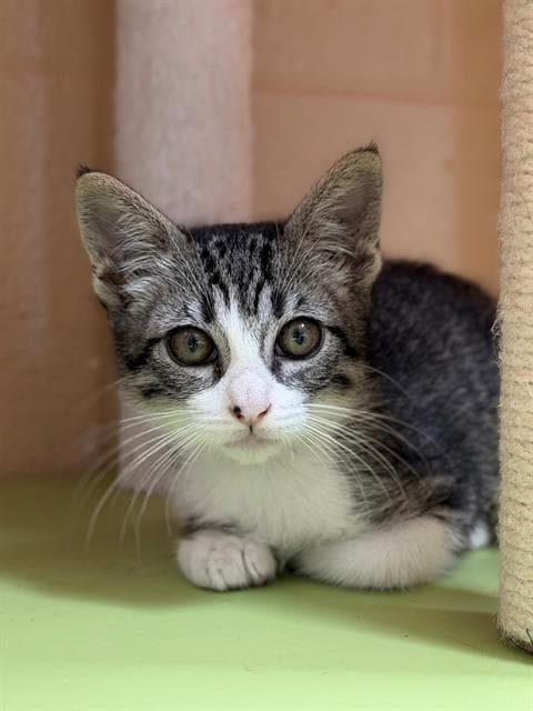 Camila - Domestic Short Hair