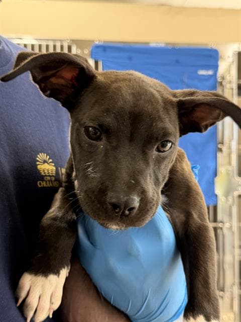 Unknown - Pit Bull Terrier