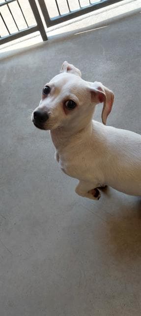 Pip - Chihuahua