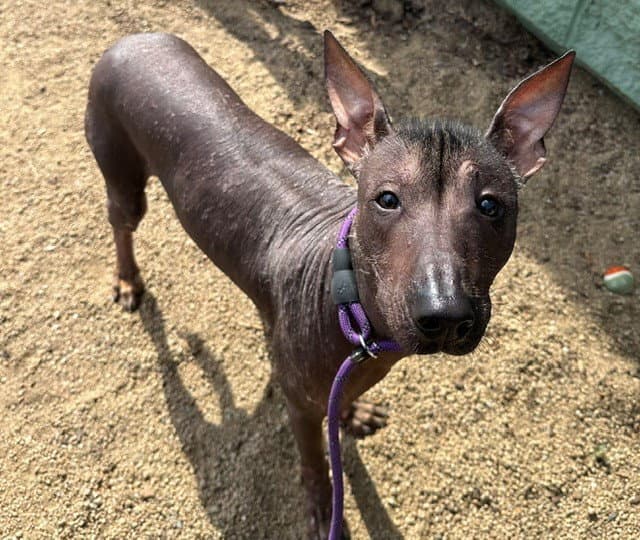 Lady Bare - Mexican Hairless