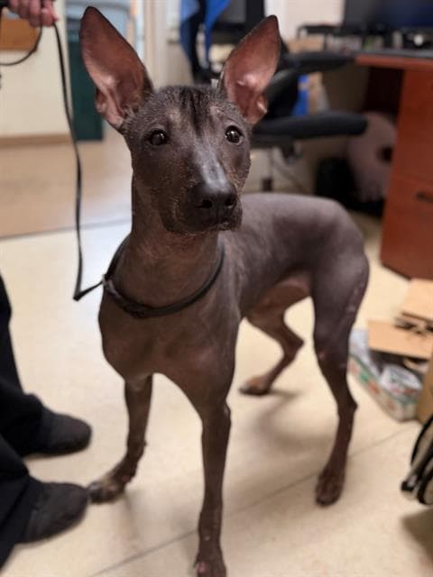 Lady Bare - Mexican Hairless