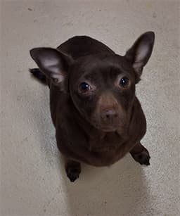 Brownie image 1