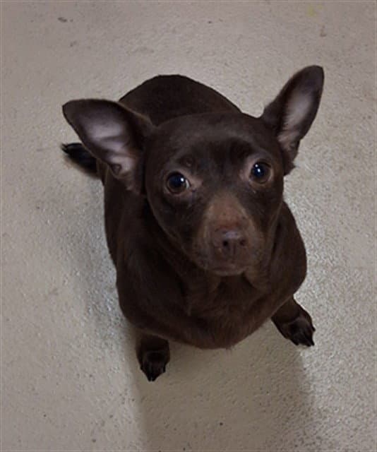Brownie - Chihuahua