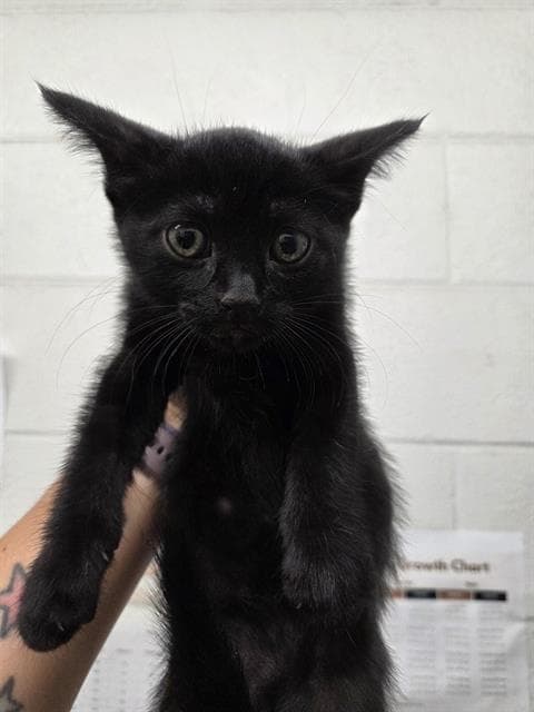 Cleo - Domestic Short Hair