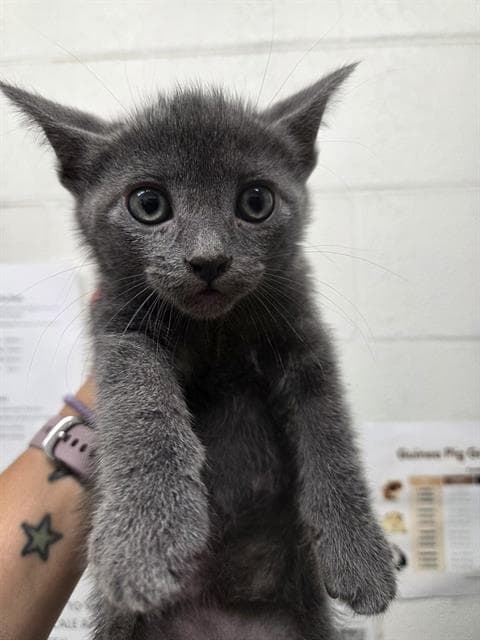 Peque - Domestic Short Hair