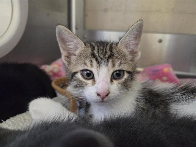 Trevor - Domestic Short Hair