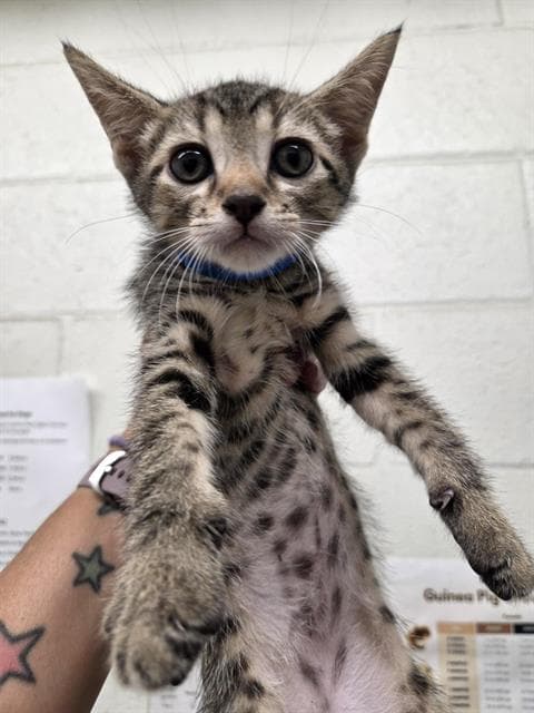 Koi - Domestic Short Hair