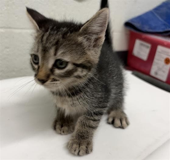 Zoe - Domestic Short Hair