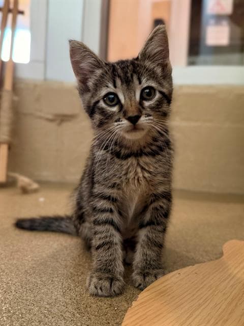 Zoe - Domestic Short Hair