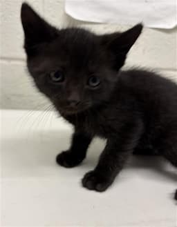 Charlie image 1