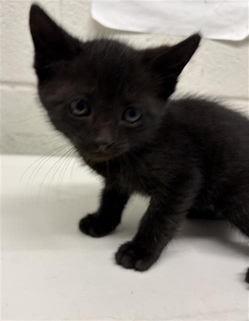 Charlie - Domestic Short Hair