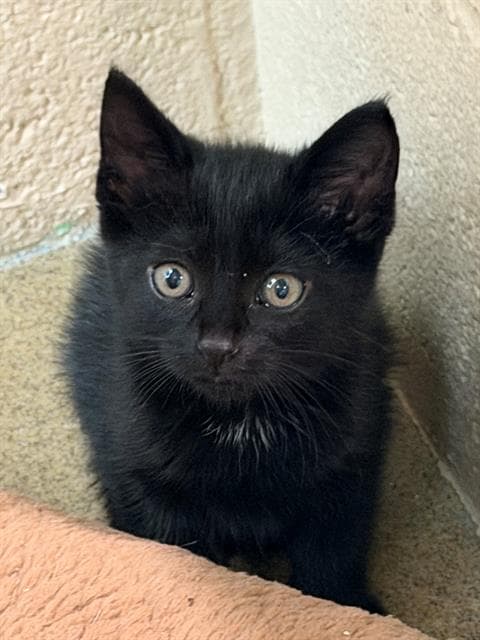 Charlie - Domestic Short Hair