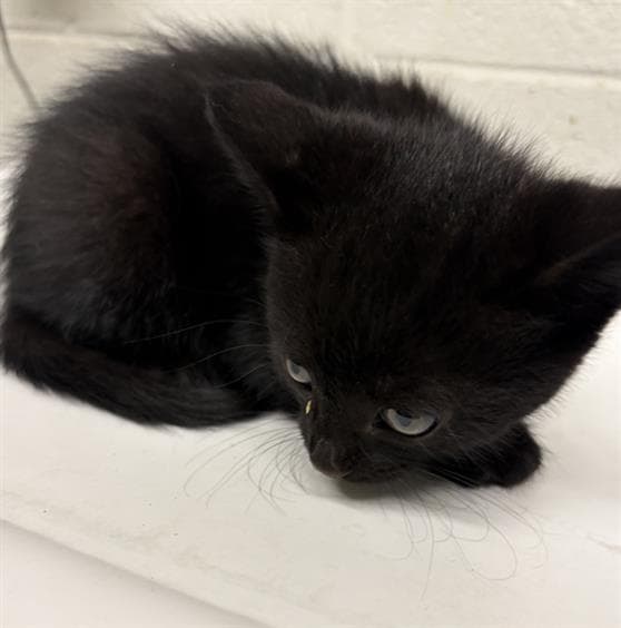 Aries - Domestic Short Hair