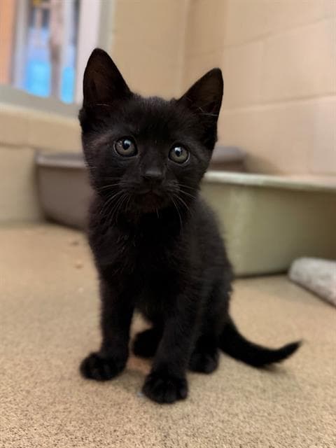 Aries - Domestic Short Hair